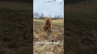 Alfalfa snack with Scottish Highland. #shorts