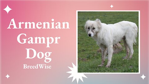 Unveiling the Legacy: The Fascinating History and Origins of the Armenian Gampr Dog Breed
