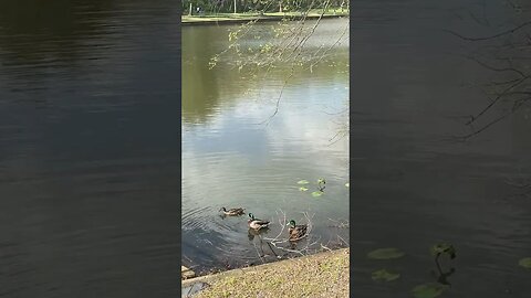 Ducks In Pond