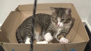 Kitten Likes to Play with Shoe Lace