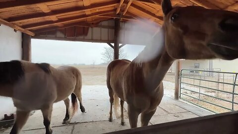Texas Global Warming Brings Frozen Ice Downpour On Horses