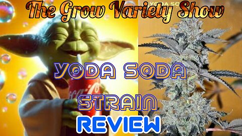 Yoda Soda strain Review