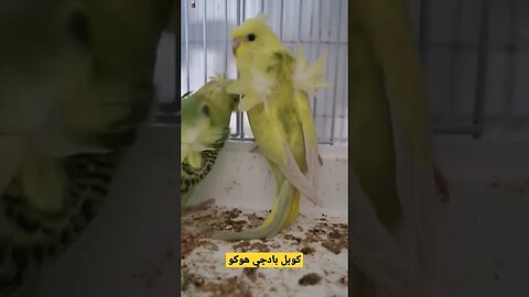 مسابقة أحسن طائر بادجي هوكو كيوت روعة