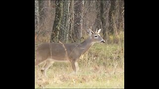 deer at Chickamauga Battlefield