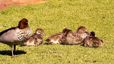 Wild Ducks Mallard From Kings Park Perth Western Australia