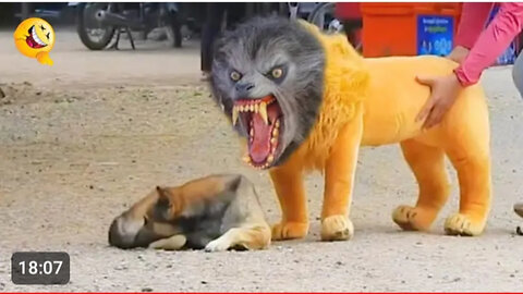 Troll Prank Dog Funny🤣& fake Lion and Fake Tiger Prank To dog & Huge Box Prank -2024