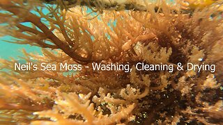 Neil's Sea Moss - Washing, Cleaning & Drying Process