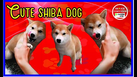 Funniest & Cutest Shiba puppy - Funny Puppy Videos 2023