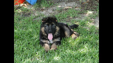 PUPPIES German Shepherd puppies playing with each other in the front yard Rome and Jules pups part 4
