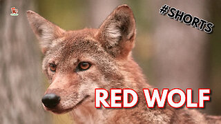 Prevent the RED WOLF from going EXTINCT