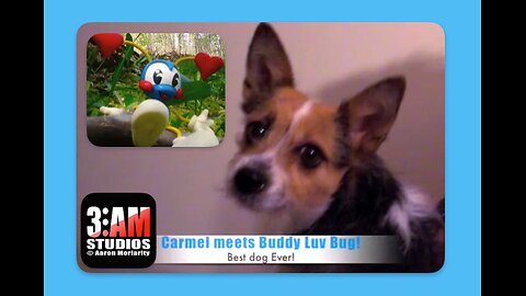 Carmel-meets-Buddy-Luv-Bug