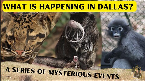 Dallas Zoo Incidents Resolved(for now) | What Does This Mean For The Future?