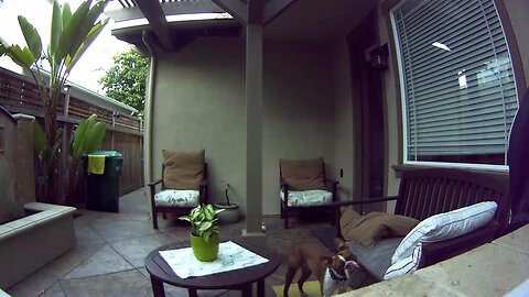 [2017 Item ] Petcube Bites Pet Camera with Treat Dispenser: HD 1080p Video Monitor, 2-Way Audio...