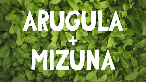 How To Grow ~ Arugula and Mizuna Harvest