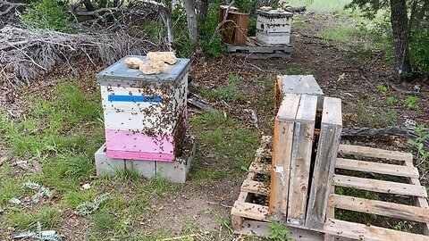 2 Langstroth colonies split to 4 and transitioned into layens.