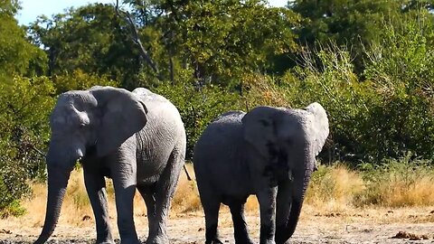 African Wildlife_Kruger National Park_South African_Real Sound Of African Animals Video