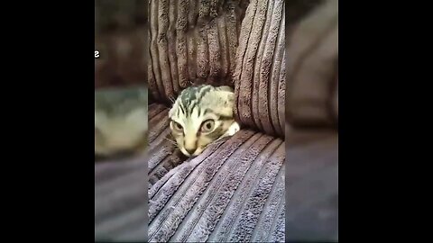 WHEN SHE IS PLAY HIDE N SEEK| WAIT FOR IT| #cutestanimals#