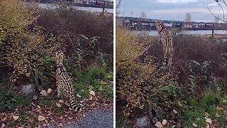 Serval Cat Shows Off Epic Jumping Skills