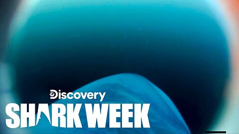 Never Before Seen Porbeagle Shark’s POV Footage Recovered Shark Week
