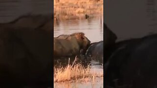 Lion Tries To Get Buffalo Out Of The Water