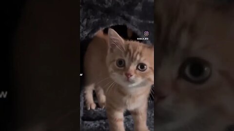 Sweet little cat 🐈 ❤️ #tiktokvideo #shorts