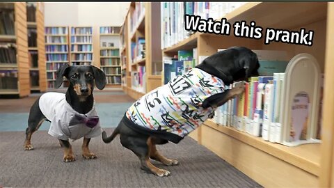 Ep #5: The Dogs Go to The Library! - Cute & Funny Dachshund Video!