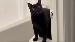 Adopting a Cat from a Shelter Vlog - Cute Precious Piper Gets Ready to Go to Work