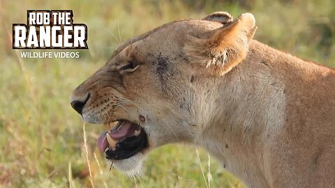 Male Lions Head Off To Patrol As Their Pride Relaxes | Maasai Mara Safari | Zebra Plains