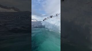 penguin entertainment