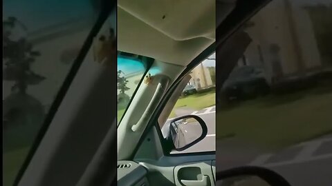 Bug jumps toward driver