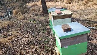 Drone Bees spotted Feb 10th