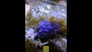 A boxer crab or a pompom crab