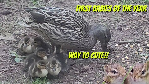 Baby ducklings - First of 2024 - Let the cuteness begin