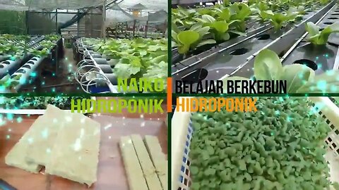 PKL Hari #25 : Kegiatan PKL SMK Negeri 5 Agribisnis & Agroteknologi Merauke | #BerkebunHidroponik