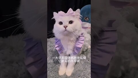 New 2023 So Beauty Cat:🥰😽 Unveiling the Mystery #shortsfeed #cat #youtubepets #shorts