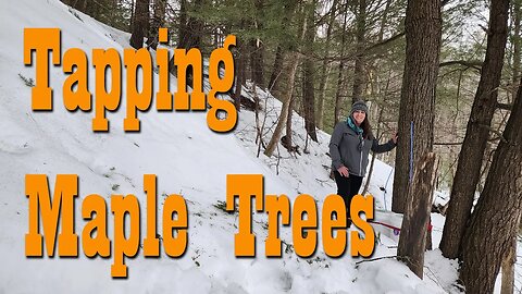 Tapping Maple Trees, the start of Syrup Season! ~ Simple Self Reliance Skill