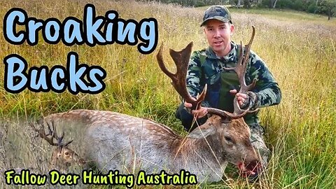 Hunting Deer Australia in the 2021 Fallow Rut || 30-06 Custom Tikka T3X Superlite || 178gr ELD-X