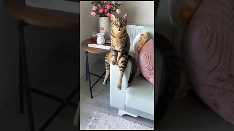 CATS😺 FUNNY CUTE VIDEO 🐾