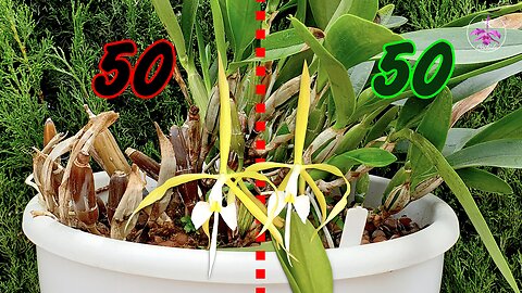 Saving an Orchid From Bacterial Rot | Fast Rhizome Bacterial Infection Spread #ninjaorchids