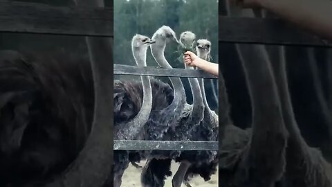 Ostriches