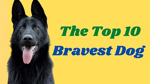 🆕 Top 10 Bravest Dog Breeds In The World - Top 10 Bravest Dog Breeds !amazing!