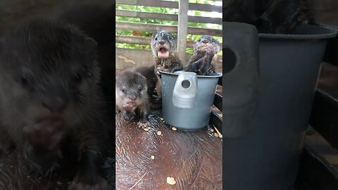 Baby otters #otter #animals #otterlucu #berangberang