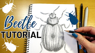 How to Draw a Realistic Beetle