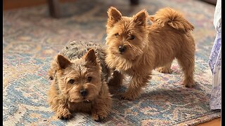 Cute Terrier Puppy has something to say.