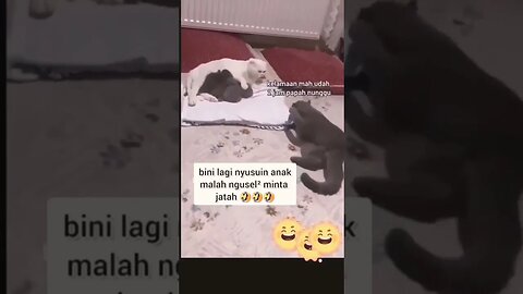 #shorts Polemik kehidupan Suami Istri (Drama Kucing) #kucinglucu #shortvideo #videoshort