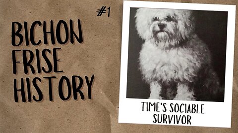 Bichon Frise History :Time’s Sociable Survivor.