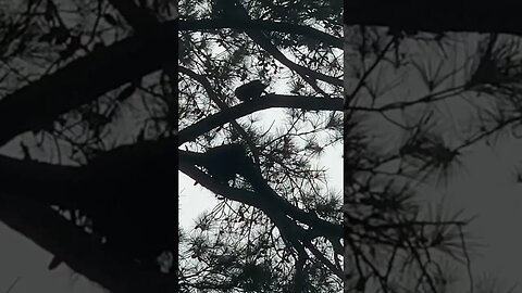 Squirrel vs Crows, aerial duel