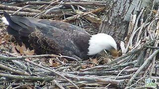 Hays Eagles Mom Sitting Pretty in the Nest Cup !2023 01 28 17 45 39 992