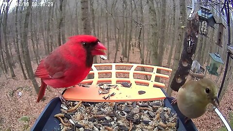 BirdKiss AI Smart Bird Feeder HD Video Example - Northern Cardinal