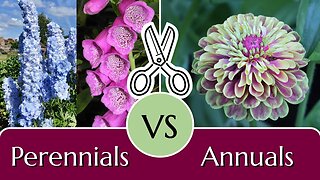 Cut Flowers: Perennials vs. Annuals #tailoredcanvases